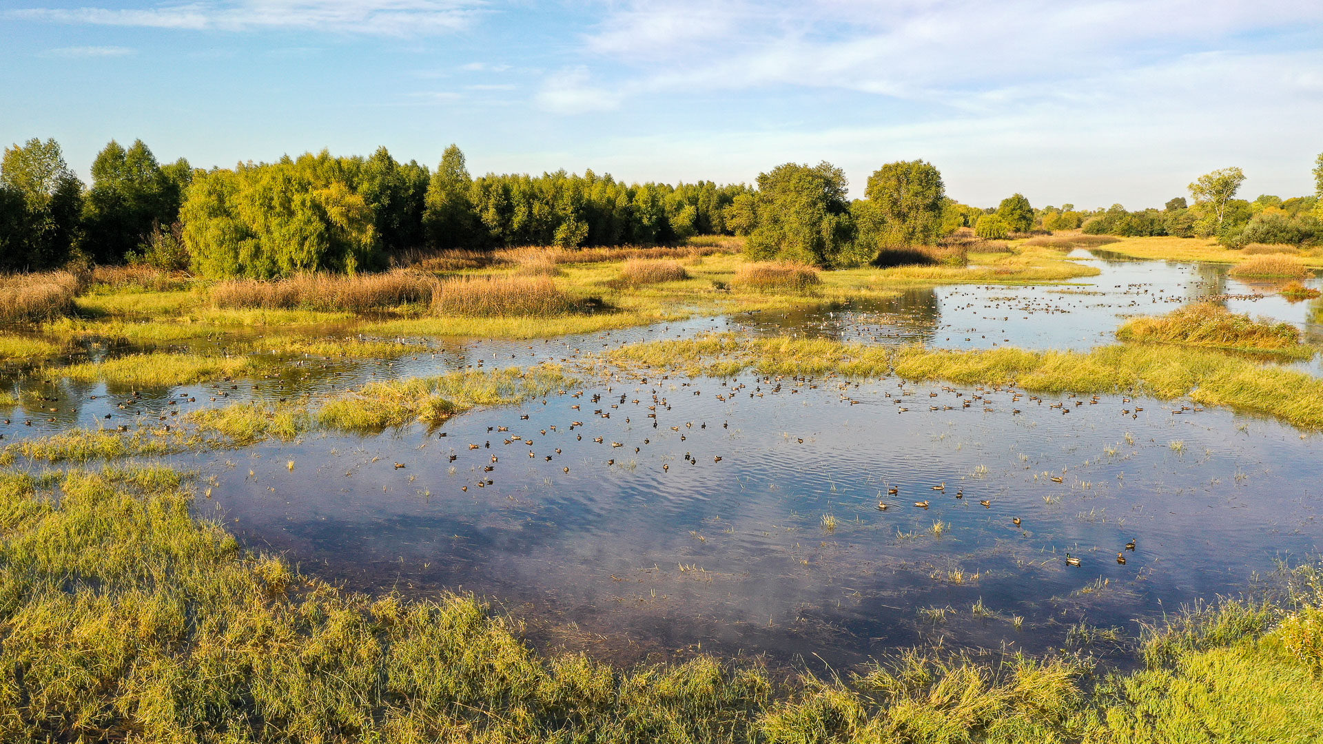 Ducks sitting in the natural wetlands of Rancho Rio Chico duck club in Durnham California